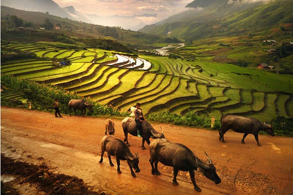 31120211003230102015111234Tour-ghep-du-lich-SaPa-2-ngay-3-dem