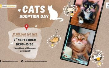 A poster for "Cats Adoption Day." Photo courtesy of Hanoi Pet Adoption