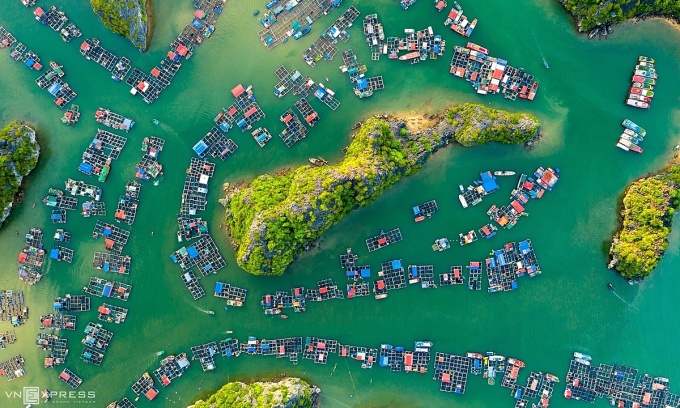 Floating rafts at Cat Beo fishing village in Lan Ha Bay that lies to the southeast of Cat Ba Archipelago. Photo by Pham Huy Trung