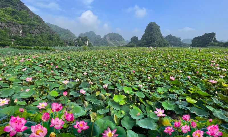 Vietnam national flower