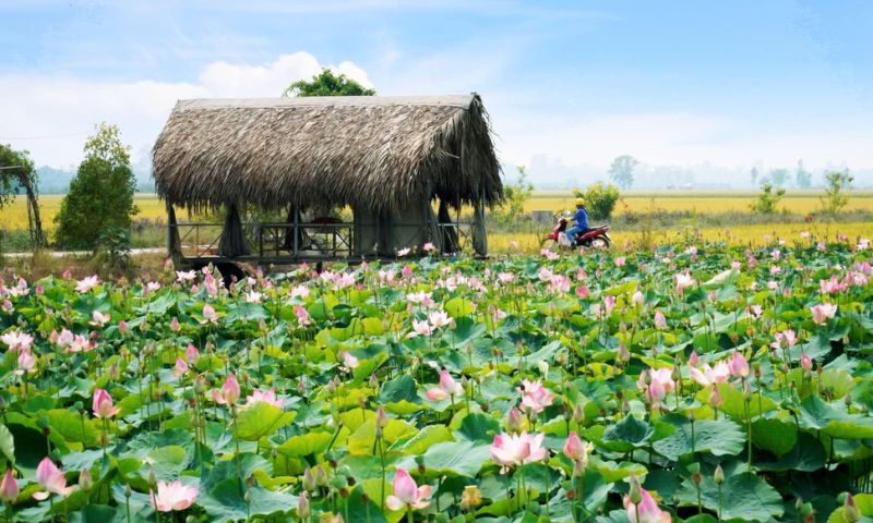 Vietnam national flower
