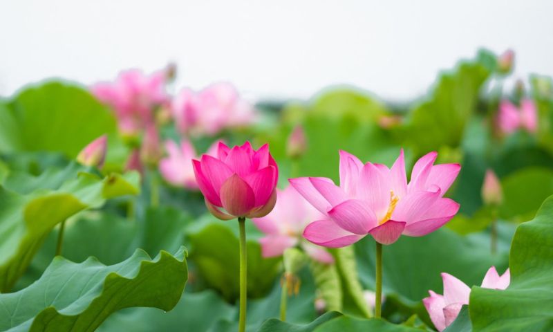 Vietnam national flower