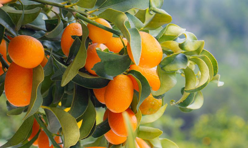 Tet Vietnam new year